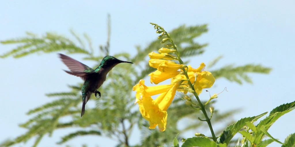 High shutter speed photograph of hummingbird in flight, Antigua