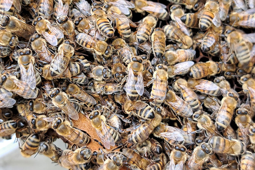 Honey bees outside beehive